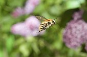 Brown Bumblebee flighting Saone-et-Loire France