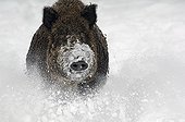 Portrait of a Wild Boar charging in the snow in winter