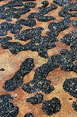 Colony of Blue mussels on schiste Cap Frehel France