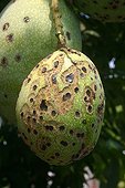 Mangoes parasitized on the tree Bali Indonesia