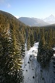 Spruce forests covered with snow Hautes Tatras Slovakia