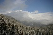 Spruce forests covered with snow in High Tatras Slovakia