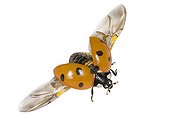 Lady Beetle flight  