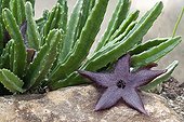 Stapelia House air depollution plant France ; Tropical greenhouse of Sens