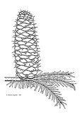 Indian ink drawing of a branch of Silver fir with cone