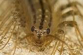 House centipede Saône et Loire France