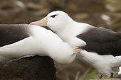 Young black browed Albatrosses training to parade ; On Saunders Island. 