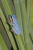 Blue Tree frog on a reed