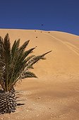 Palm in the dunes Namibia 