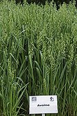 Culture Oat biological Préaux of Perche France  ; Ceremony of the Bio