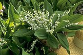 Bouquet of Lily-of-the-valley in May