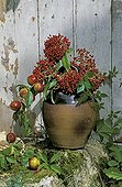 Bouquet of Mooseberries Virginia creeper and Nectarine