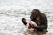 Chimpanzee female and balloon eating peanuts River Sanga 