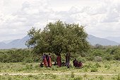 Hommes masaïs déjeunant sous un Acacia Tanzanie