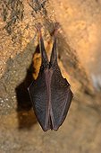 Lesser horseshoe bat lethargy  France 
