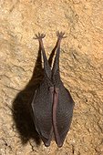 Lesser horseshoe bat lethargy  France 