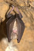 Greater horseshoe bat France 
