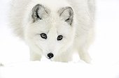 Arctic fox sniffing in the snow in winter