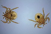 Larvaes of sheep ticks under microscope ; Lighting in clear bottom, magnification x 50. 
