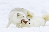 Arctic foxes playing in snow in winter