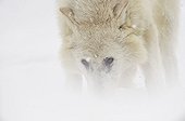 Arctic wolf in the snow in winter