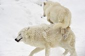 Arctic wolves playing in the snow in winter