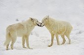 Tendresse entre deux Loups de l'Arctique