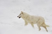 Arctic Wolf in snow in winter
