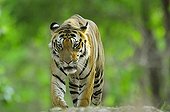 Bengal Tiger male browsing its territory India ; Tigre 5 years old. [AT]