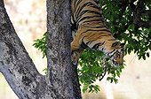 Bengal Tiger down a tree PN Bandhavgarh India ; Scene rare to see a tigre in a tree