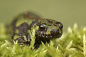 Marbled Newt adult in the moss at spring France