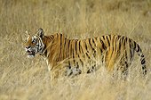 Bengal Tigress observing a bird Bandhavgarh NP India
