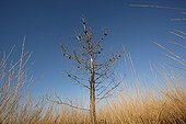 Dead Conifer on a dry heathland Menez Hom Brittany France
