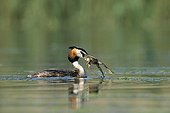 Great Crested Grebe with a green frog in the beak