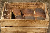 Organic breads baked in wood Normandy France