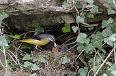 Grey Wagtail feeding her chicks at nest Franche Comte France ; Cleaning the bag fecal 