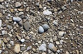 Plover nest in a gravel pit on the Allan river France ; Location: industrial platform being to fill Brognard