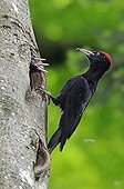 Black Woodpecker feeding her chicks Franche Comte France 