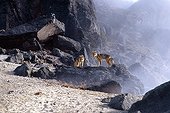 Andean foxes on Guagua Pichincha volcano in Equador ; Local name : “Lobo de páramo”