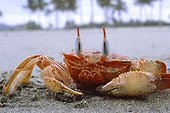 Portrait of a Ghost crab on the beach in Muisne Equador