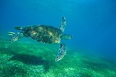 Grenn Turtle Mayotte island Indian ocean