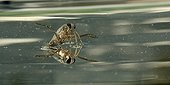 Water Strider ; under water, the reflection appears at the top of the surface 