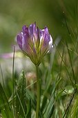 Alp Clover in bloom in an acid meadow Alps