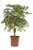 Schefflera in flowerpot