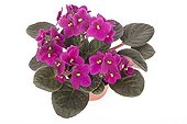 African violet pink in flowerpot