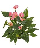 Anthurium pink