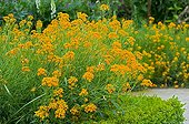 Wallflowers 'Orange' in bloom in a garden