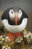 Atlantic puffin in a mayweeds carpet Iceland