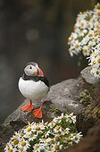 Atlantic puffin posed on a cliff near mayweeds Iceland
