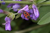 Fire bug on a flower